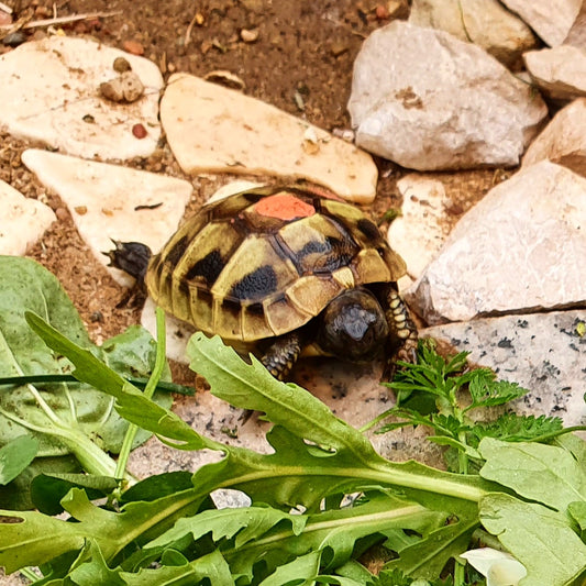 Suche Griechische Landschildkröte Testudo hermanni boettgeri THB NZ 2020