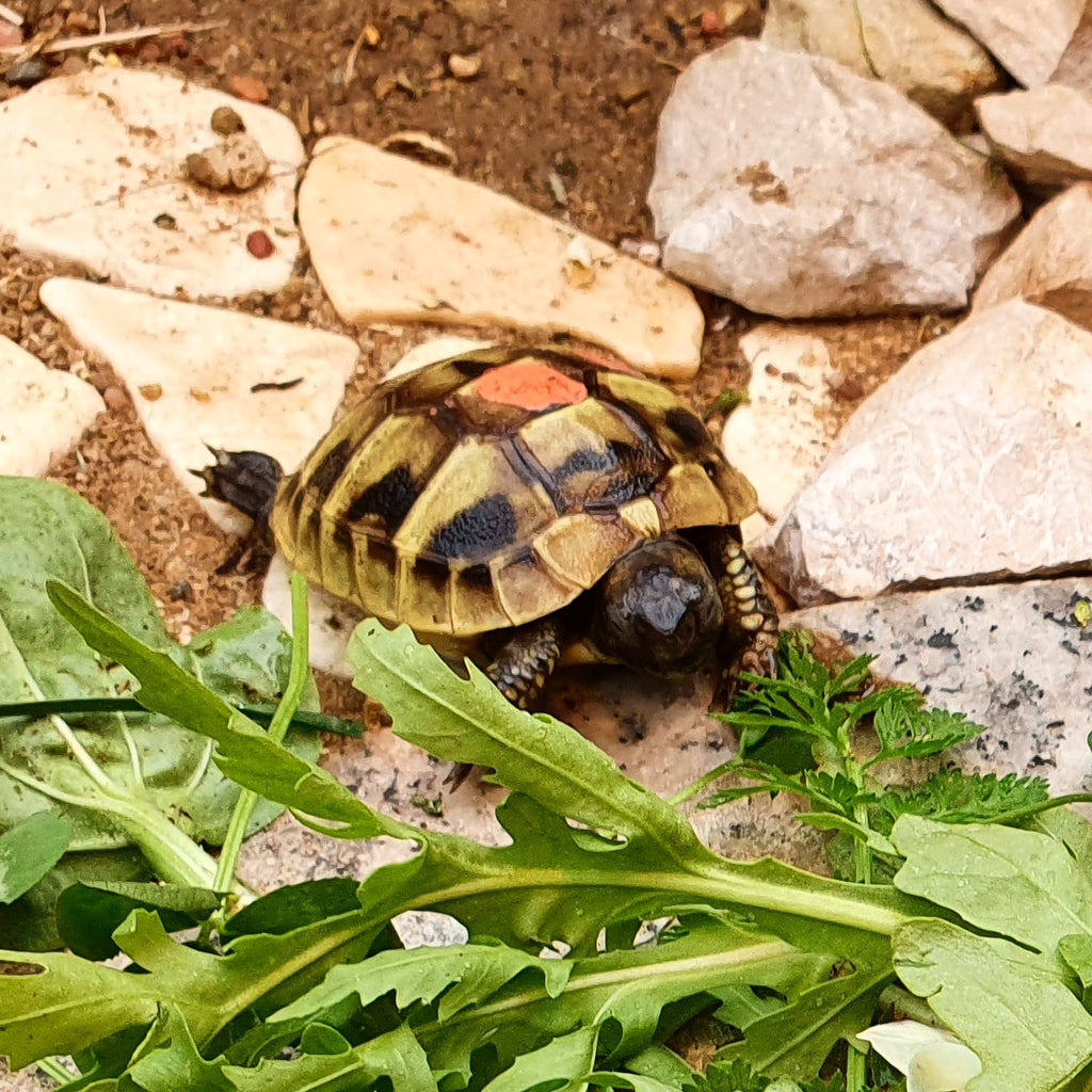 Suche Griechische Landschildkröte Testudo hermanni boettgeri THB NZ 2020