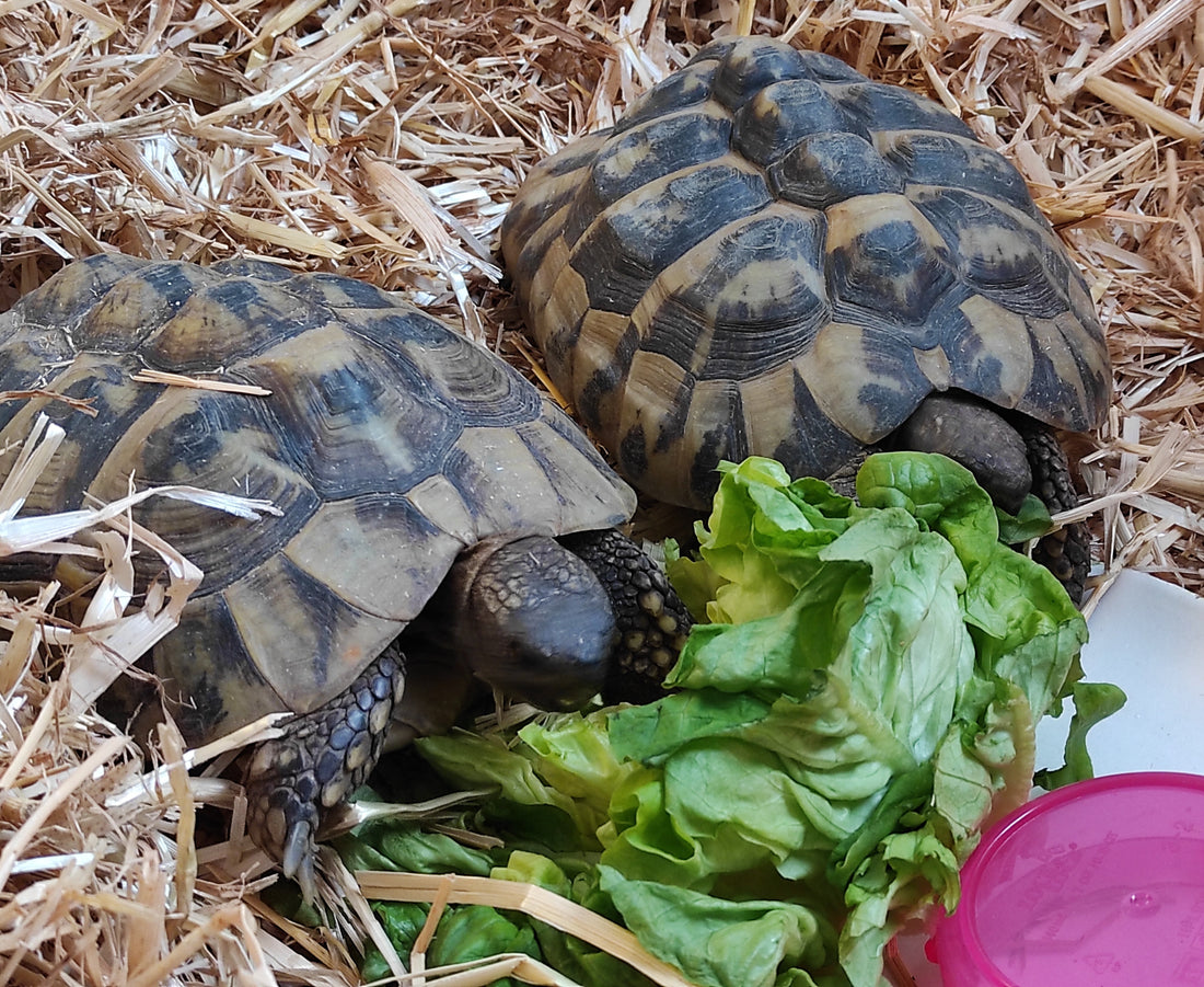 THB THH Griechische Landschildkröten ADULT