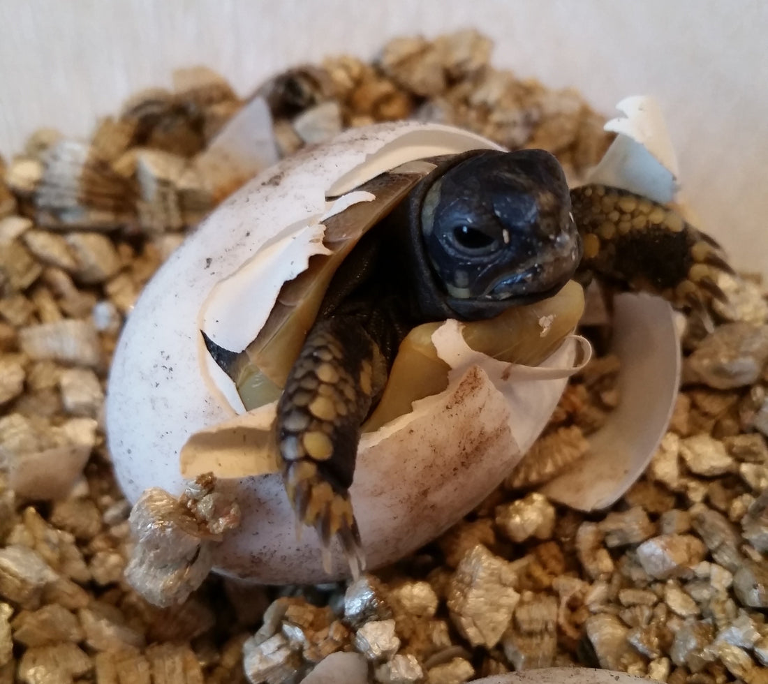 Griechische Landschildkröten Nachzucht 2025