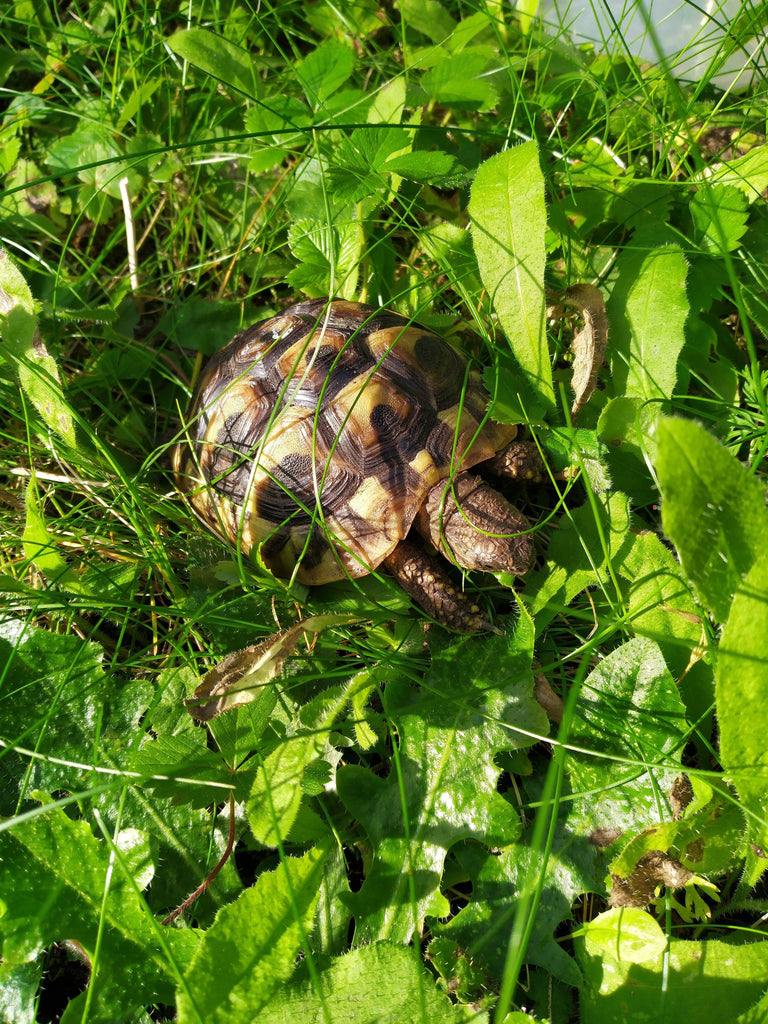 Griechische Landschildkröten zu verkaufen