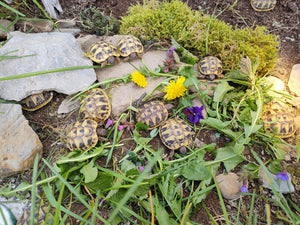 Griechische Landschildkröten NZ 2024