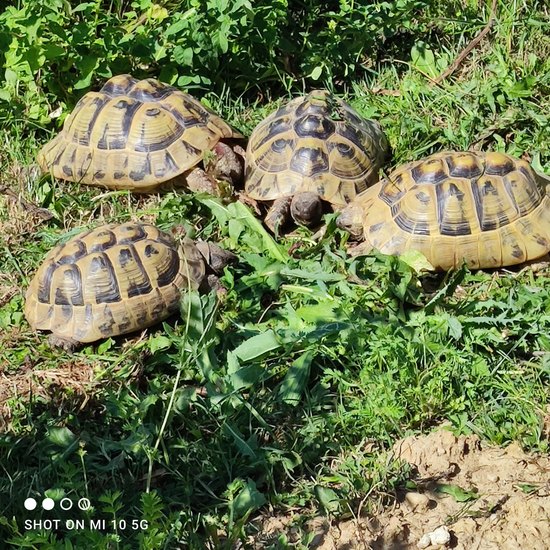 4 griech. Landschildkröten (1 Mänchen, 3 Weibchen eierlegend))