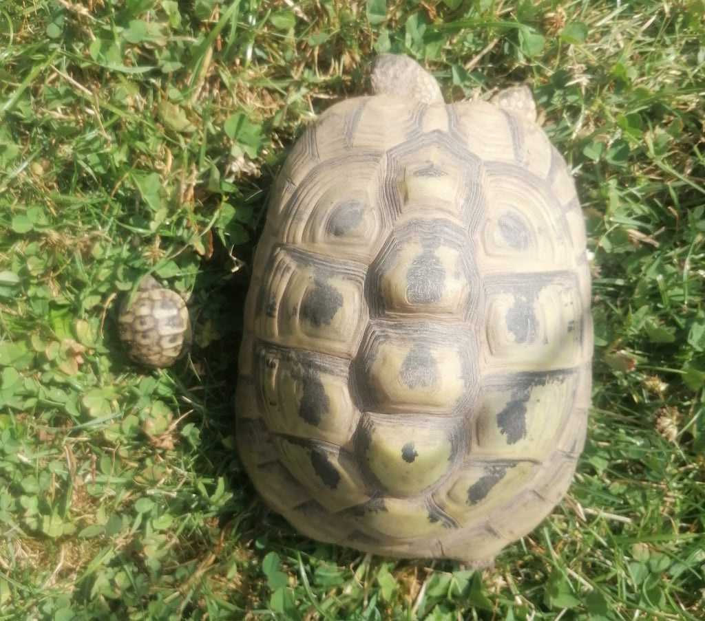 Griechische Landschildkröten NZ 2023