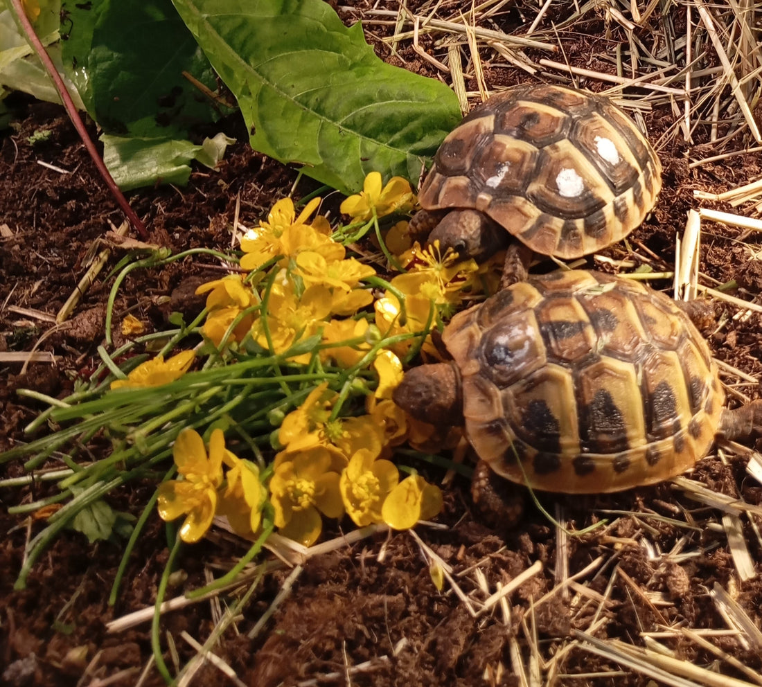 2 Griechische Landschildkröten THB