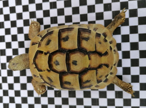 Griechische Landschildkröte (geb.2019) zu verkaufen