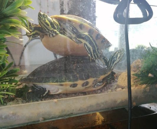 Pseudemys Peninsularis Schmuck Wasserschildkröten
