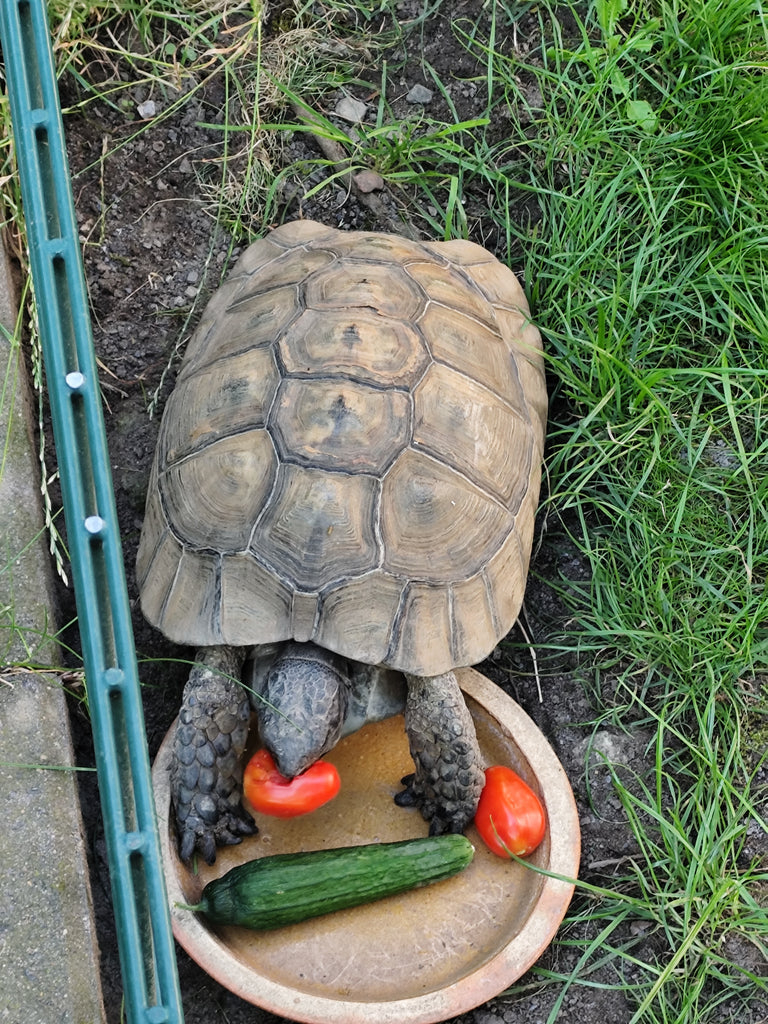 Testudo graeca (maurisch)