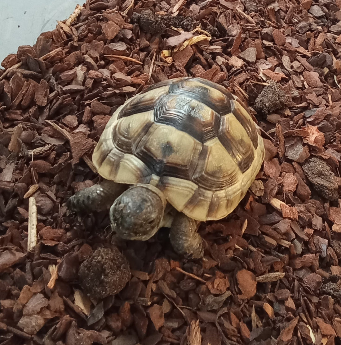 Landschildkröte abzugeben