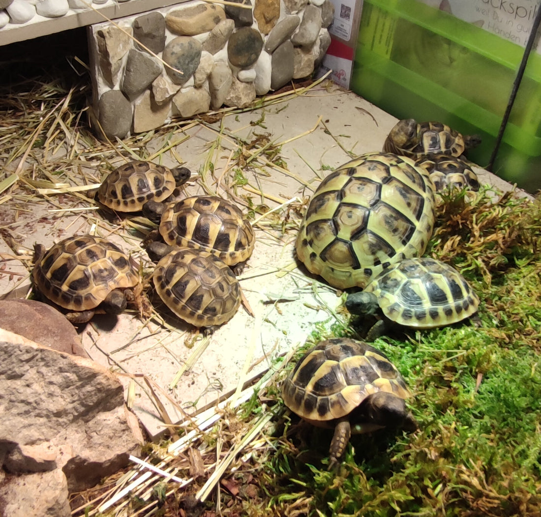 Griechische Landschildkröten Nachzucht 2026 zu verkaufen
