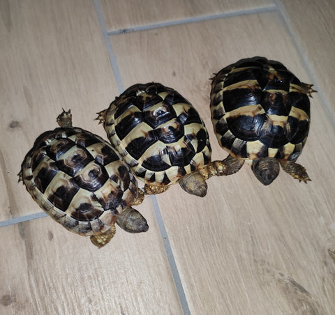 3 Griechische Landschildkröten