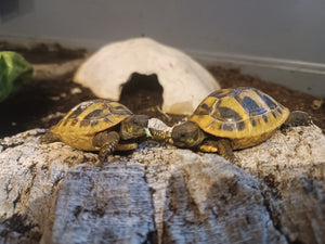 Griechische Landschildkröten NZ 2024