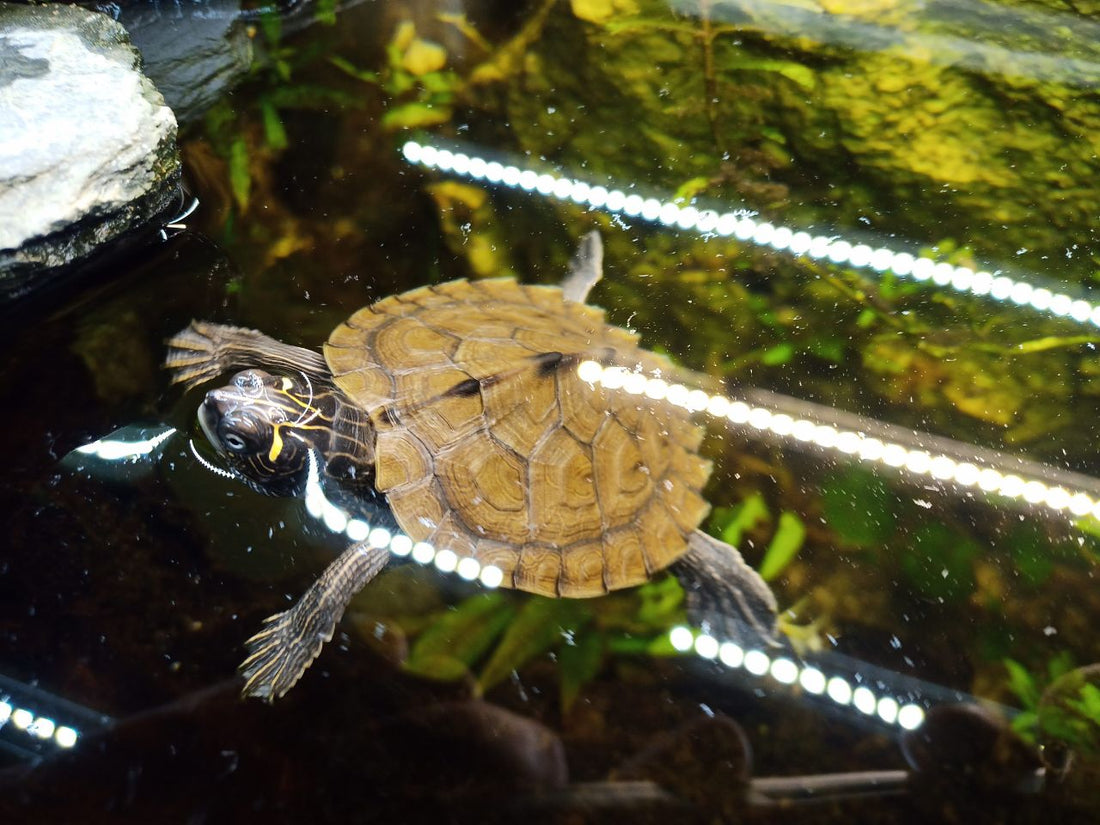 Mississippi-Höckerschildkröte zu verkaufen - Männchen und Weibchen