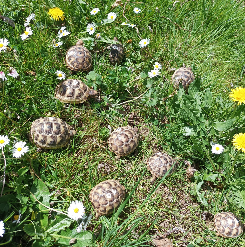 Maurische Landschildkröten zu verkaufen