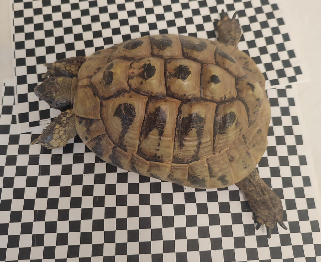 Liebestoller Rudi sucht neuen Wirkungskreis