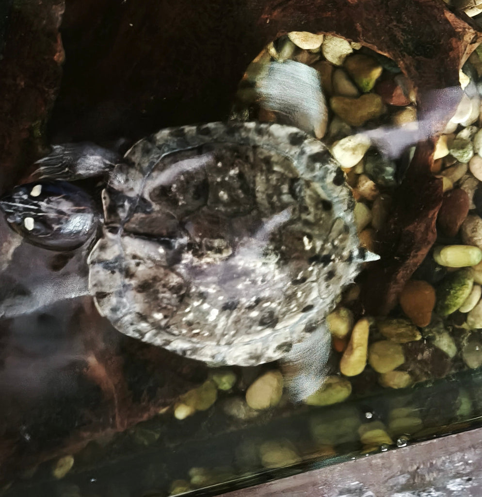4 Mississippi Höckerschildkröten