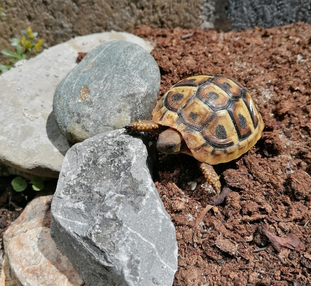 Griechische Landschildkröten NZ 2024 - Testudo hermanni boettgeri