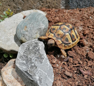 Griechische Landschildkröten NZ 2024 - Testudo hermanni boettgeri