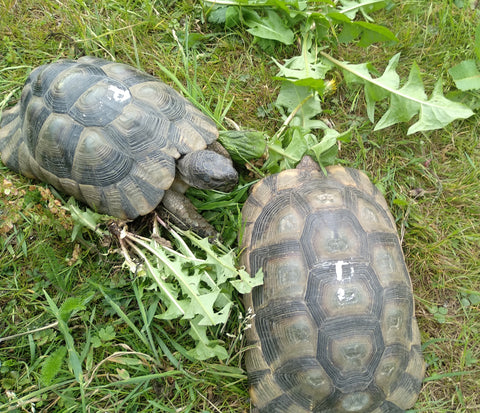 Breitrandschildkröten, adult, Männchen + Weibchen + Zubehör
