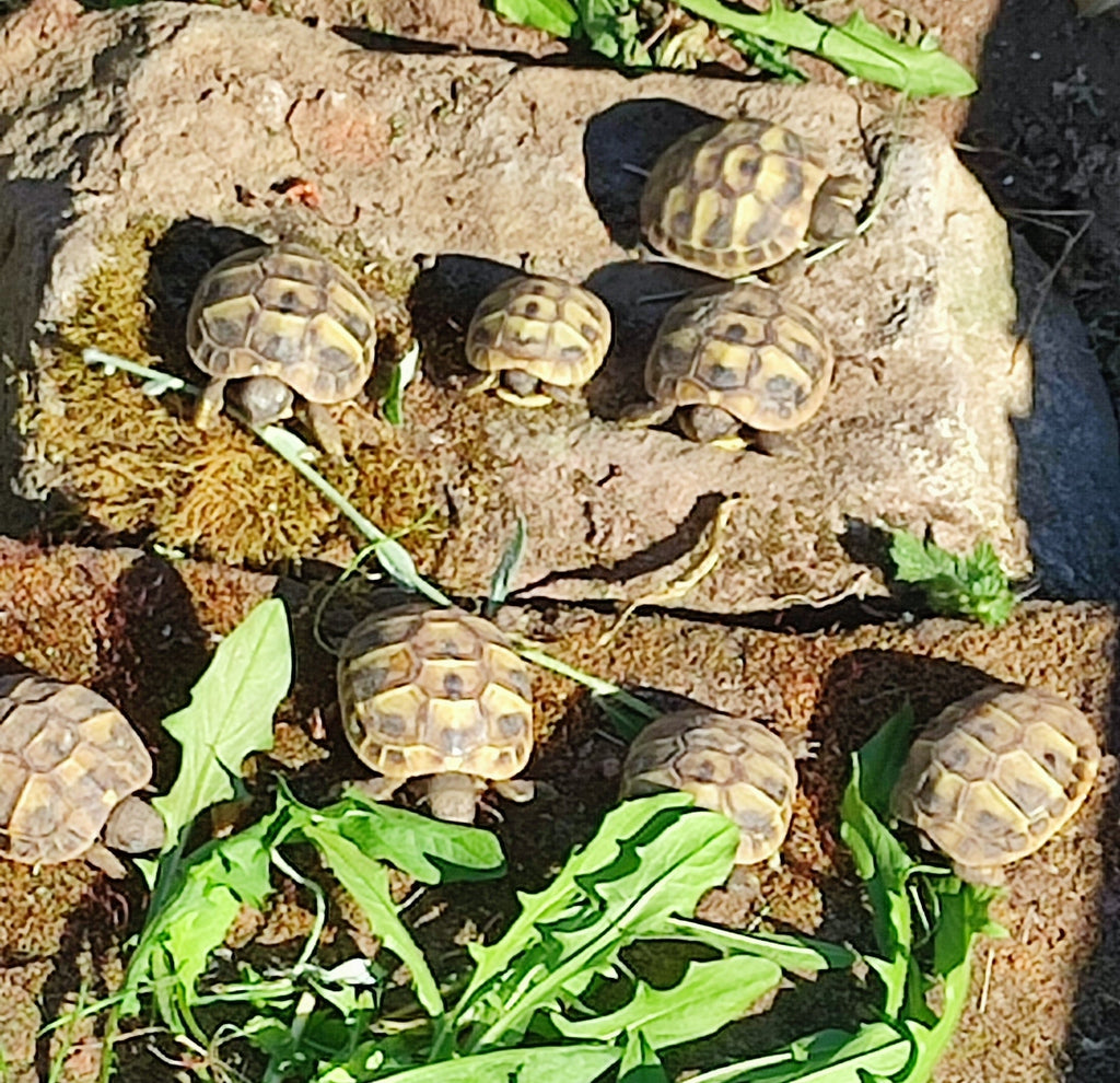 Griechische Landschildkröten THH NZ aus 2024