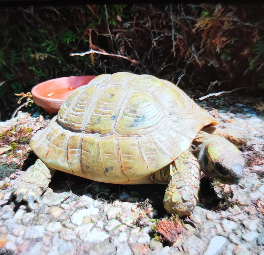 Mehrere Landschildkröten wegen Haltungsaufgabe abzugeben