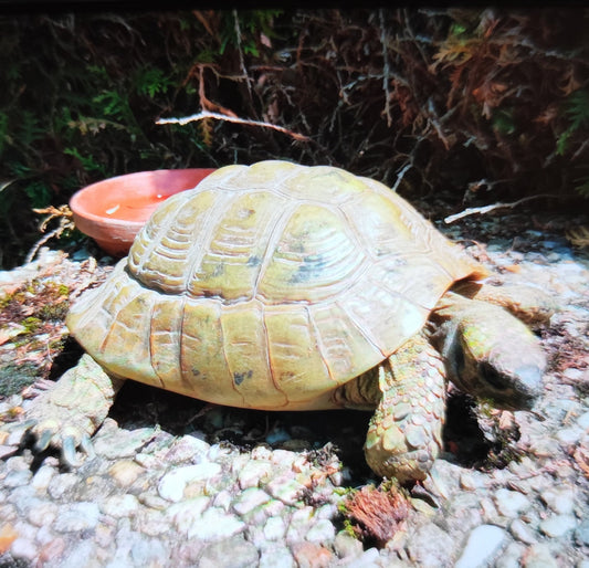 Mehrere Landschildkröten wegen Haltungsaufgabe abzugeben