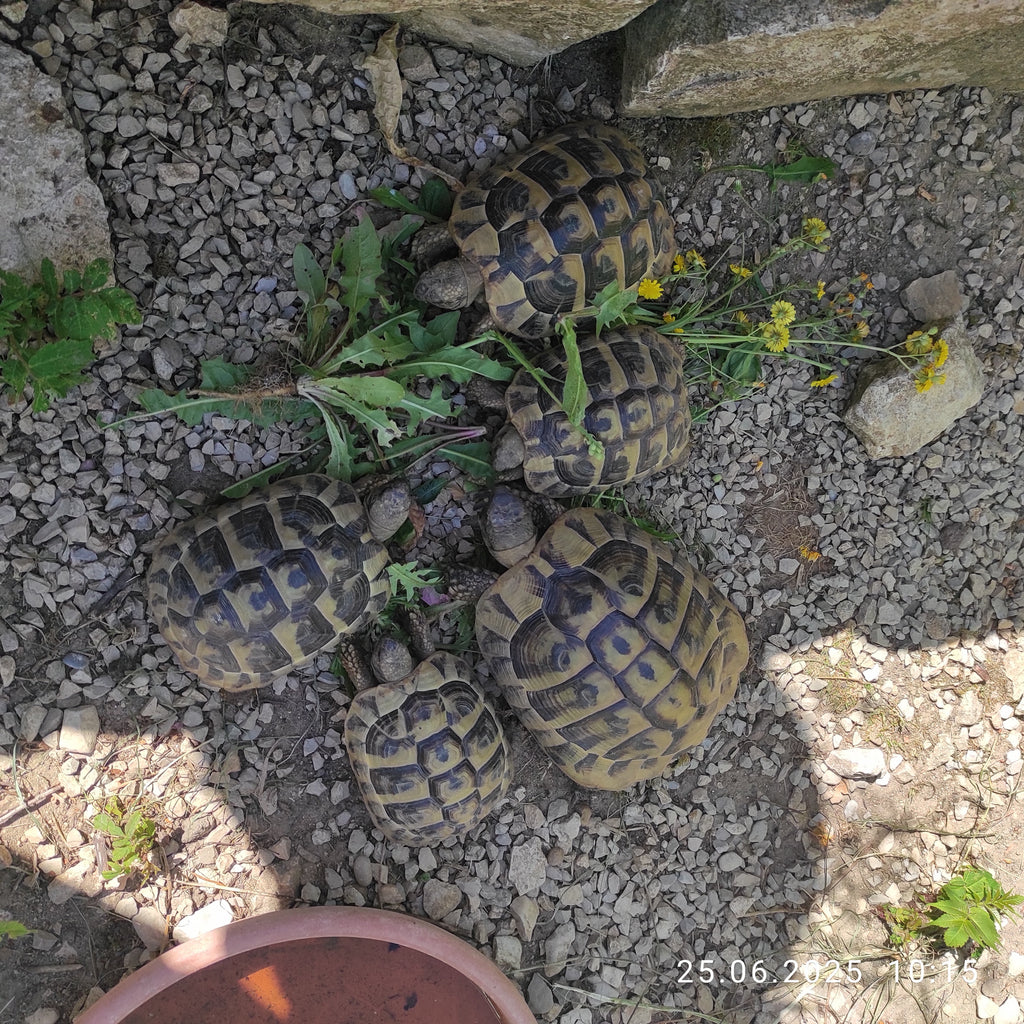Griechische Landschildkröten NZ 2021 und 2022