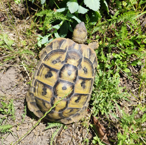 Griechische Landschildkröte weiblich