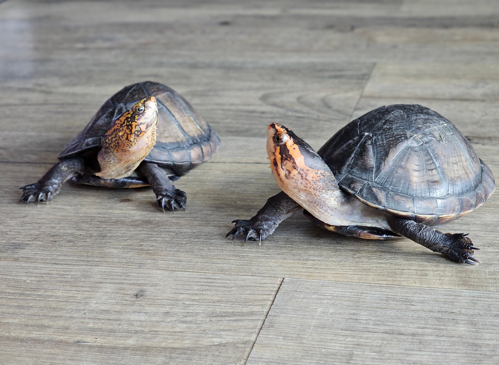 Zwei zweijährige sehr schöne Rotwangen Klappschildkröten abzugeben