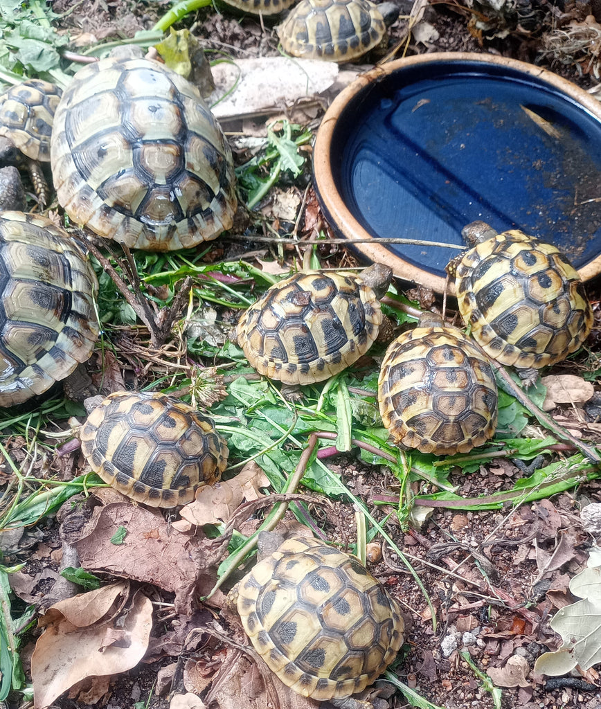 Griechische Landschildkröten abzugeben
