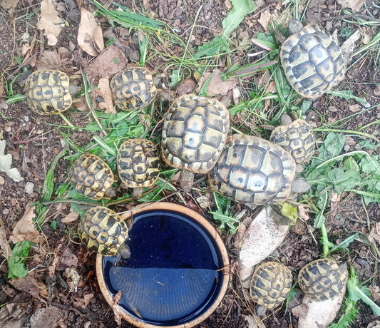 Griechische Landschildkröten THB abzugeben