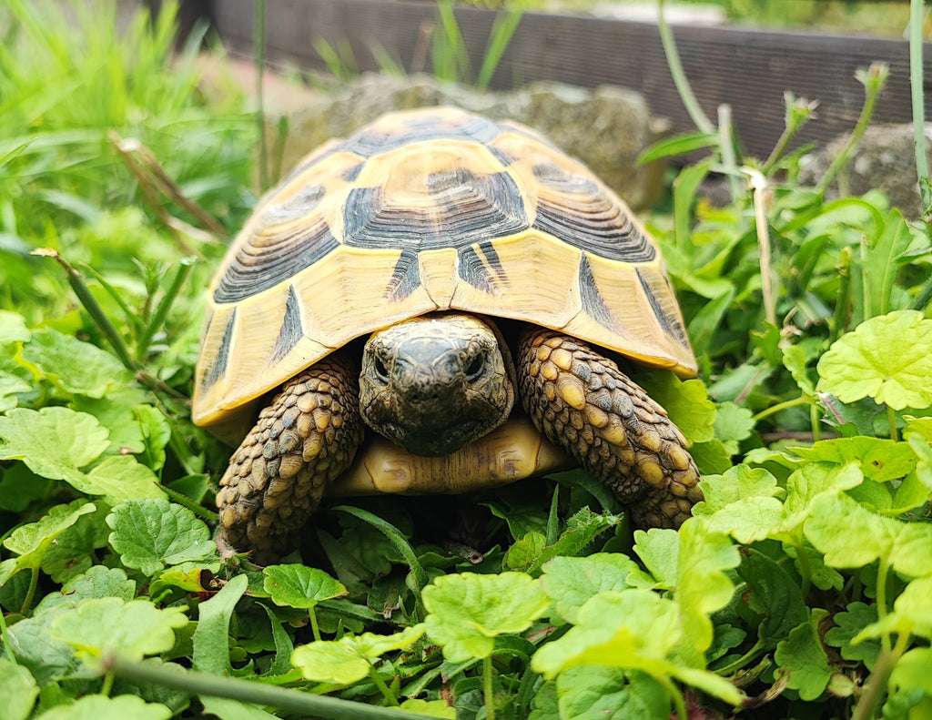2 Landschildkröten in Liebevolle Hände abzugeben