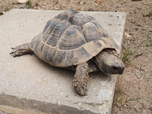 Männliche griechische und maurische Landschildkröte abzugeben