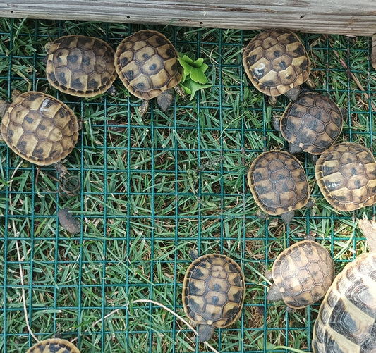 Verkaufe Griechische Landschildkröten
