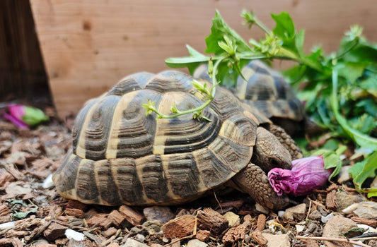 Griechische Landschildkröten 2021 zu verkaufen