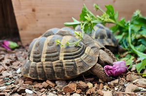 Griechische Landschildkröten 2021 zu verkaufen