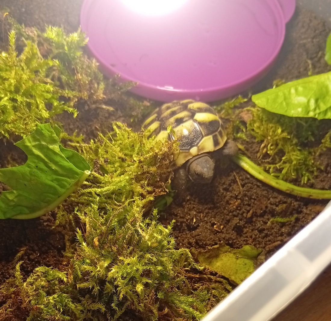 Zwei griechische Landschildkröten Testudo Hermanni