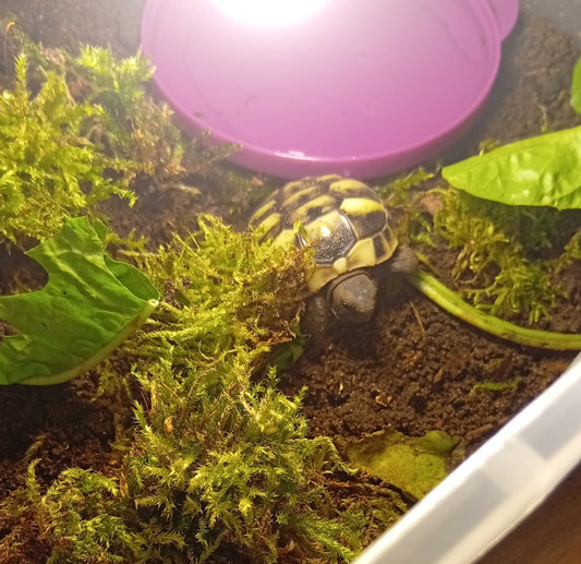 Zwei griechische Landschildkröten Testudo Hermanni