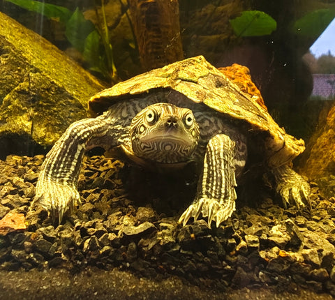 Mississippi-Höckerschildkröte zu verkaufen - Weibchen