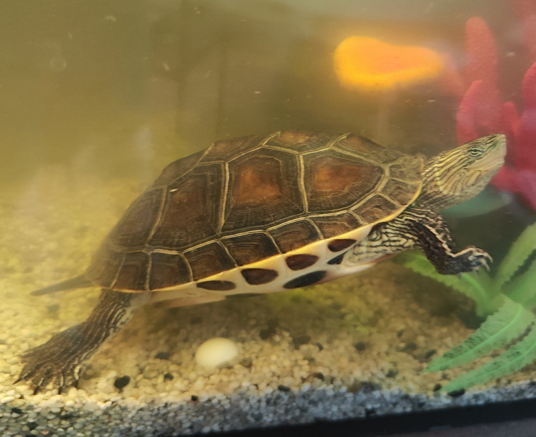 Schmuckschildkröte