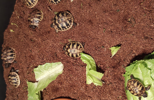 Griechische Landschildkröten