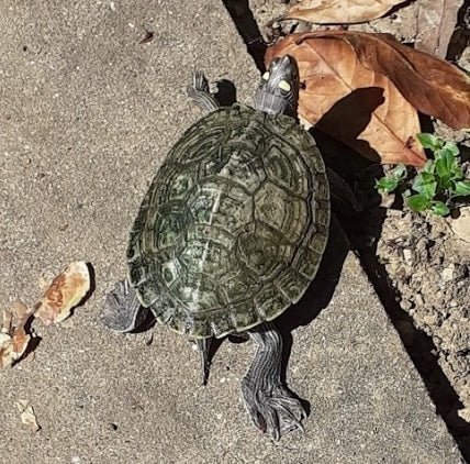 Wasserschildkröte