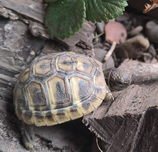 Griechische Landschildkröten NZ 2025 / 2024 / 2023 zu verkaufen