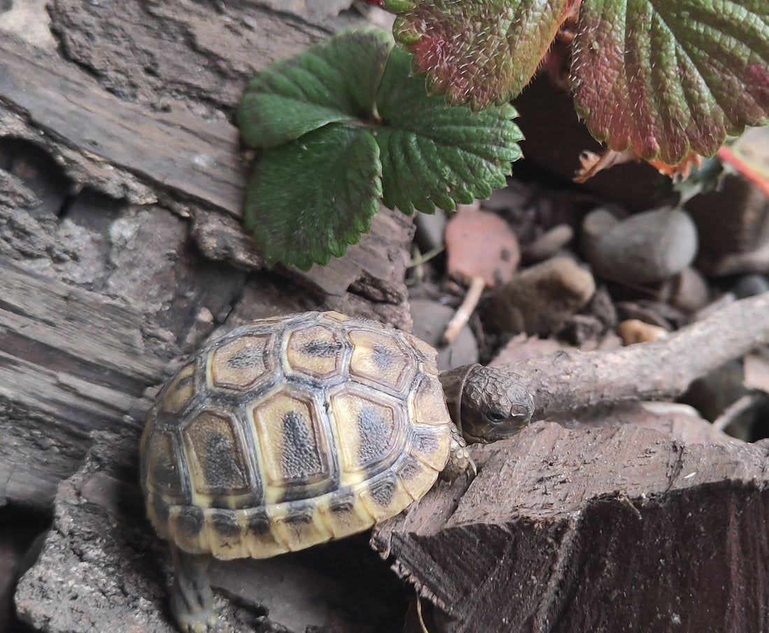 Griechische Landschildkröten Babys (NZ 2025 / 2024) zu verkaufen