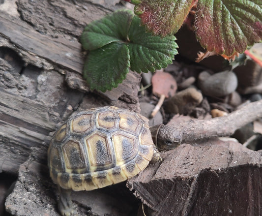 Griechische Landschildkröten Babys (NZ 2025 / 2024) zu verkaufen