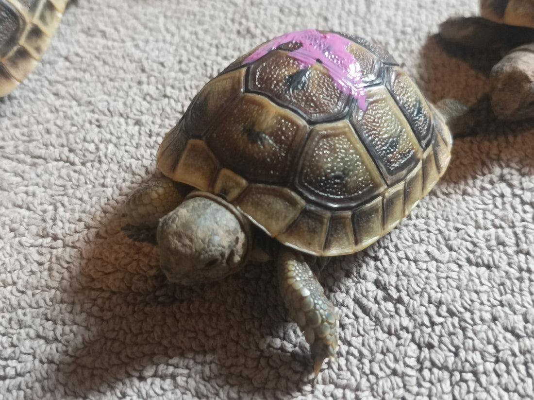 Testudo graeca ibera (Maurische Landschildkröten) NZ 24+25