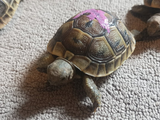 Testudo graeca ibera (Maurische Landschildkröten) NZ 24+25