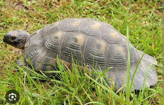 Suche Breitrandschildkröte (adultes Tier)