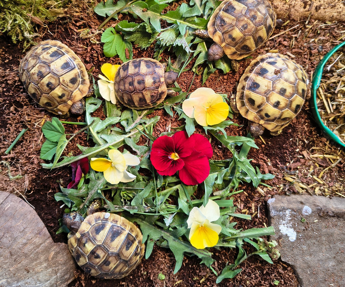 Griechische Landschildkröten Thb NZ 2025 zu verkaufen