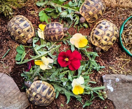 Griechische Landschildkröten Thb NZ 2025 zu verkaufen